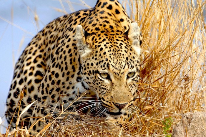 Leopard in dry grass
