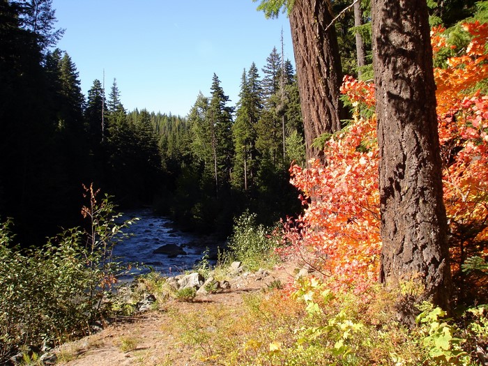 River flowing through a forest with autumn foliage