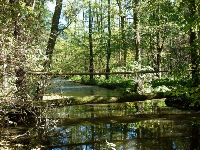 A fallen log bridges a stream in a sun-dappled forest