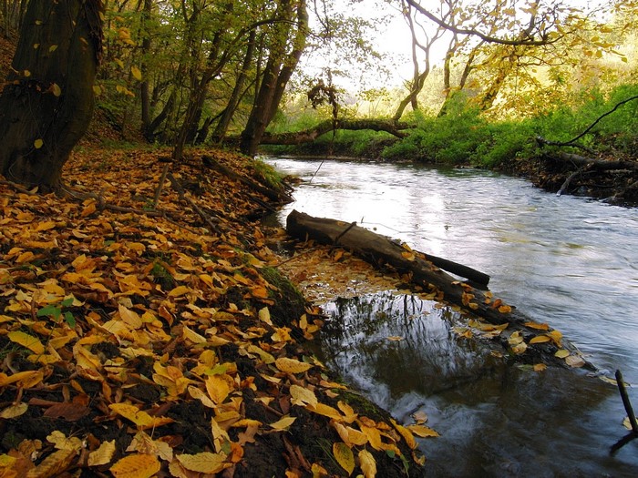 Autumn forest stream with fallen leaves