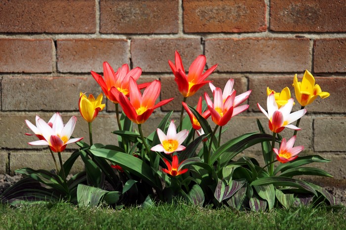 Colorful Tulips in Front of a Brick Wall