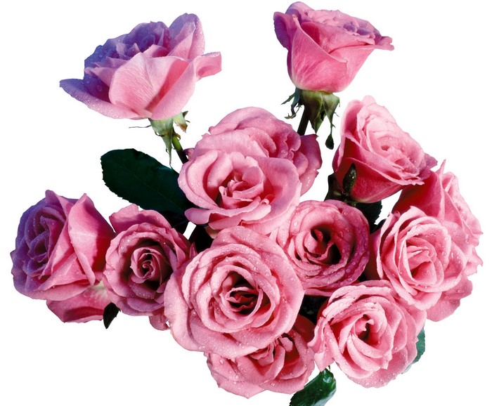 Pink roses with water droplets