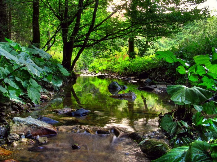 A stream flows through a sunlit forest with large green leaves.
