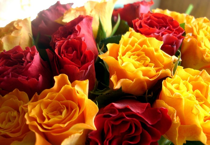 Bouquet of red and yellow roses
