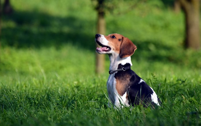 A Beagle dog sits in the grass