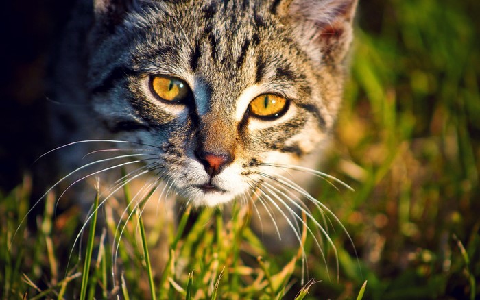 Close-up of a tabby cat's face in grass