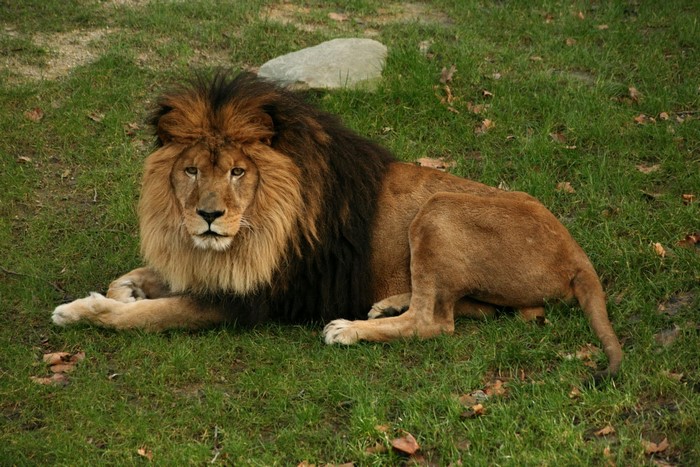 Lion lying on grass at Zoo Antwerpen, Belgium