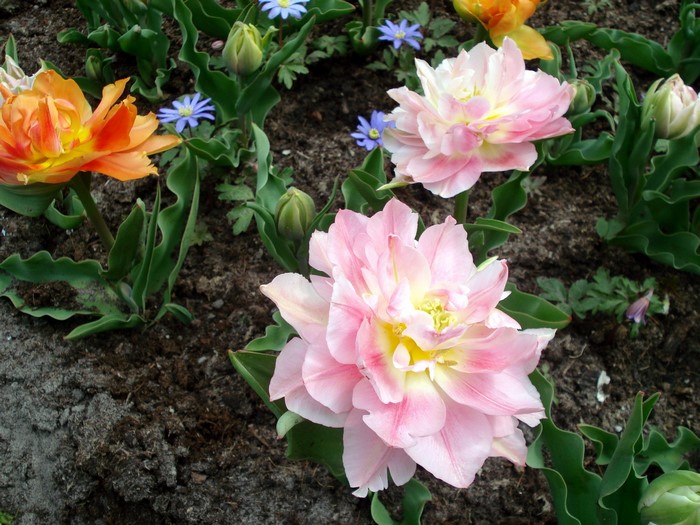 Pink and Orange Tulips in Garden