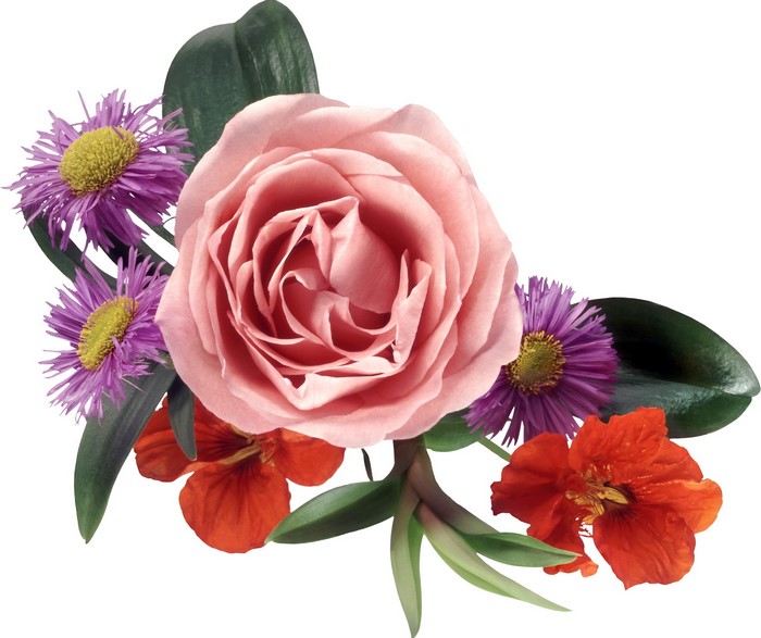 Pink rose with purple and orange flowers