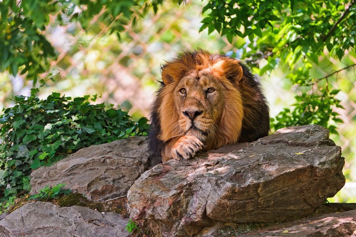 Lion resting on rocks