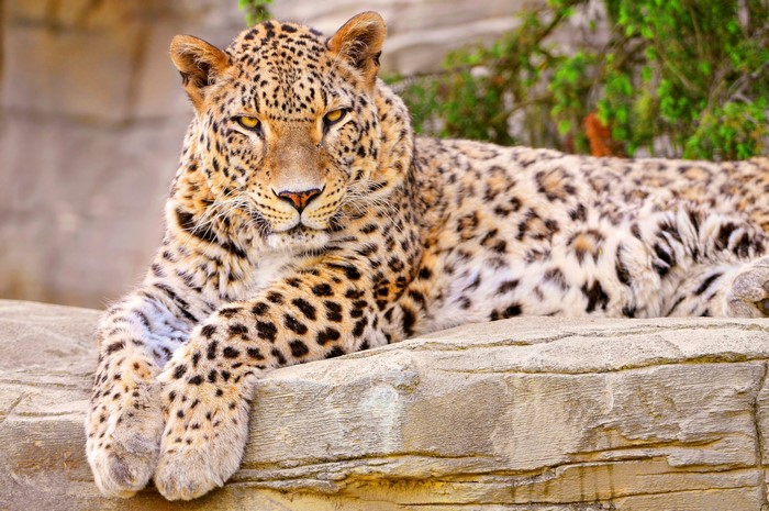 Leopard resting on rocks
