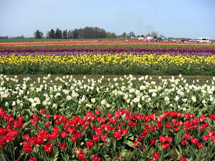 Rows of Colorful Tulips in a Field