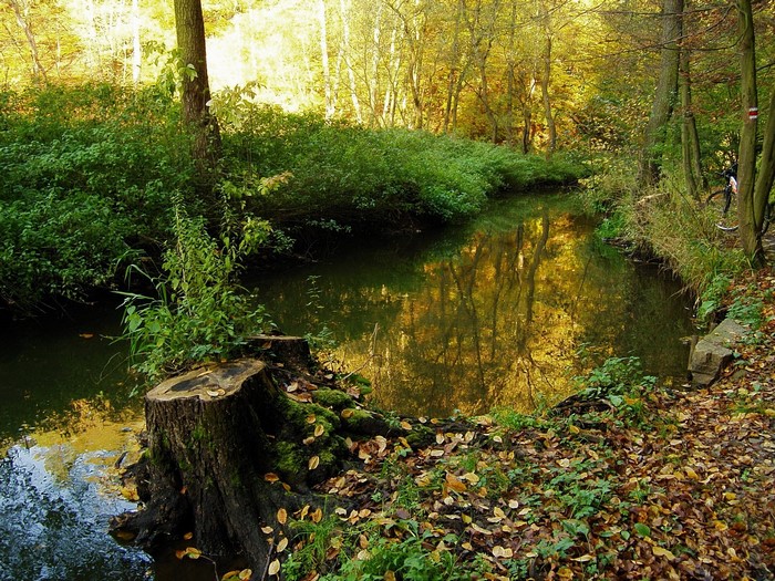 A stream in a forest during autumn