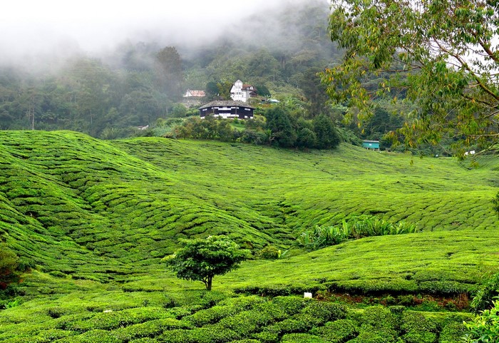 Tea plantation in the tropics with houses on a hill