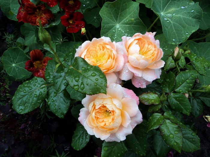 Peach and pink roses with water droplets and nasturtiums
