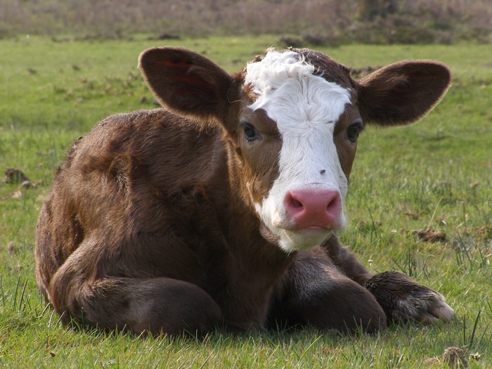 A brown and white calf lying in a grassy field