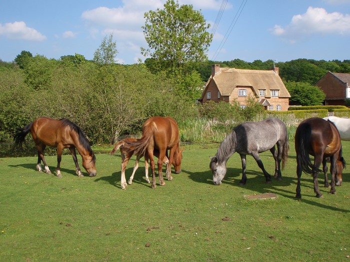 Horses grazing in a field with a thatched cottage in the background