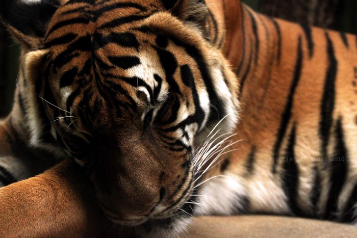 Tiger resting its head on its paw