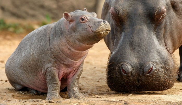 Baby Hippopotamus and Mother Hippo