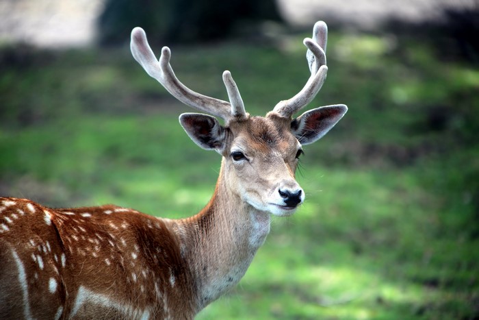 Deer with Antlers in a Field