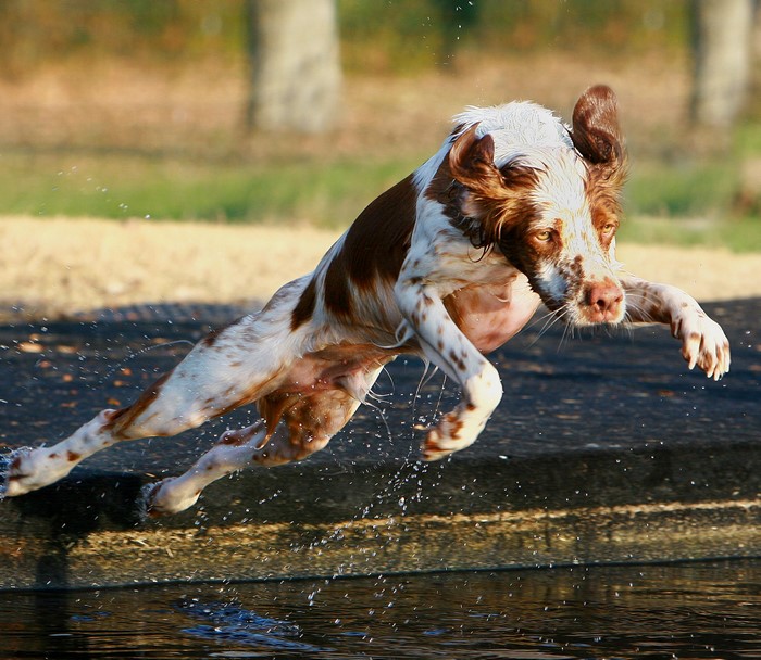 Brown and white dog jumping over water