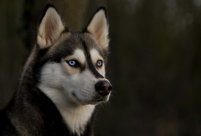 Husky dog with blue eyes