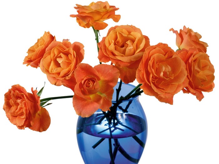 Orange roses in a blue vase