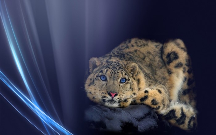 Snow leopard with blue eyes on a dark background