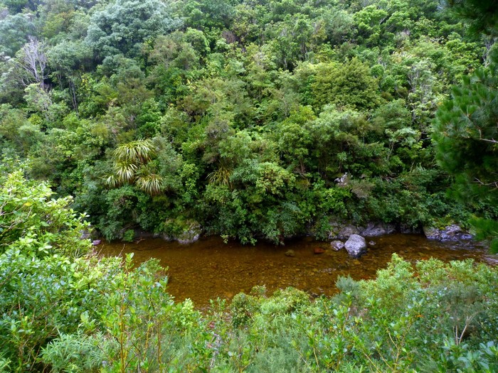 River flowing through a dense forest
