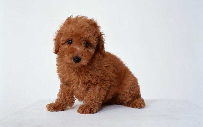 A cute brown poodle puppy sitting