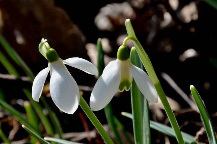 Two white snowdrop flowers with green markings