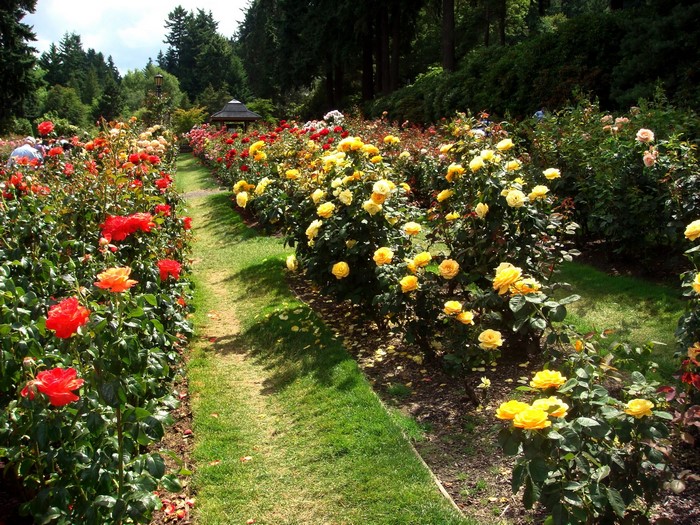 Rose garden with a path and gazebo