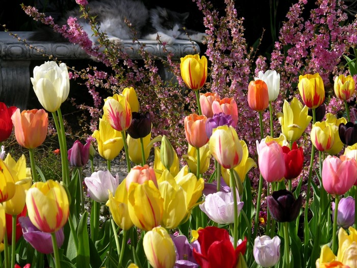 A garden of colorful tulips with a cat resting in the background
