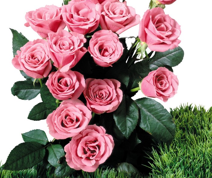 Pink Roses with Green Grass