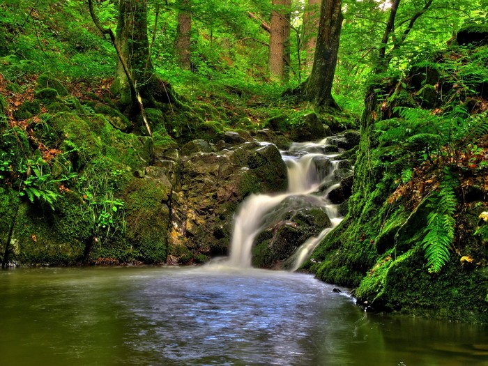 Mossy rocks and a small waterfall in a forest