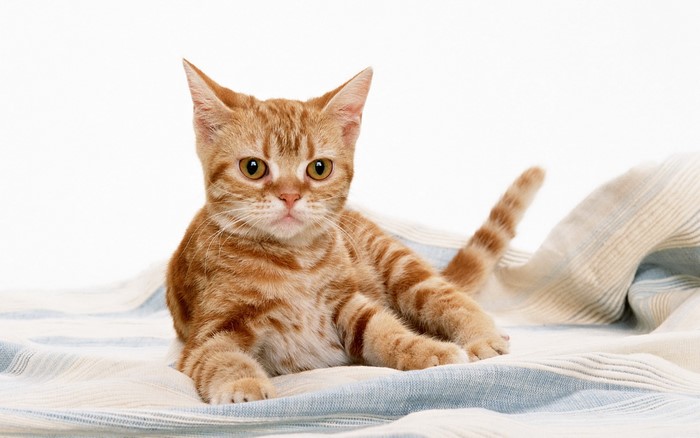 Orange tabby kitten lying on a striped blanket