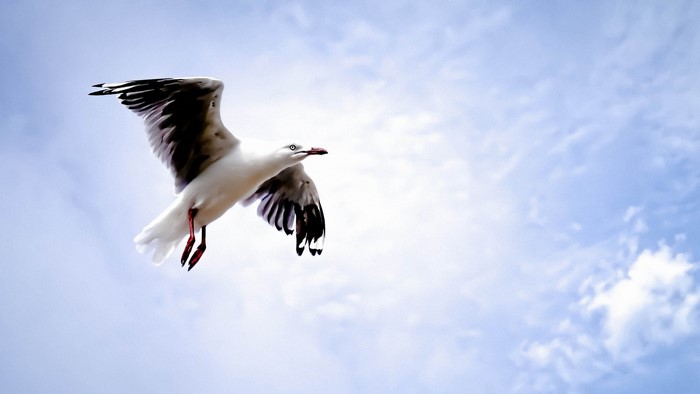 Seagull flying in a cloudy sky