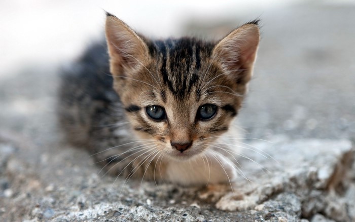 A tabby kitten with blue eyes sits on concrete
