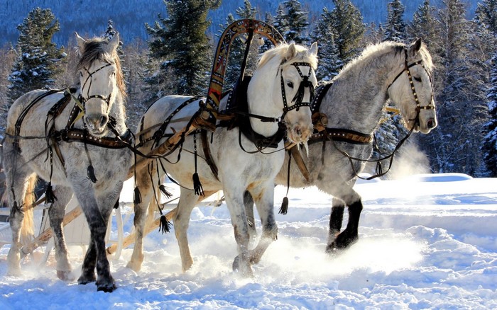 Three white horses pulling a sleigh in the snow
