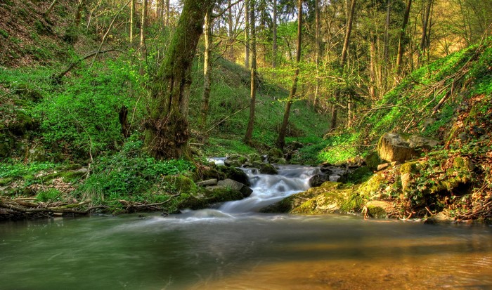 A stream flows through a sunlit forest