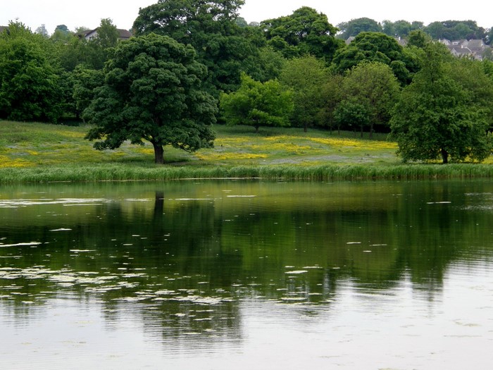 Lake and trees in the United Kingdom