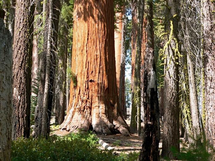 Giant Sequoia trees in Sequoia National Park, California