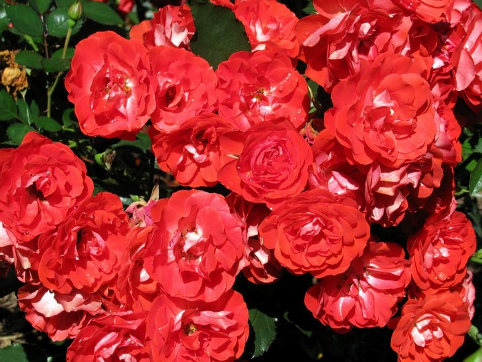 Cluster of red roses in bloom