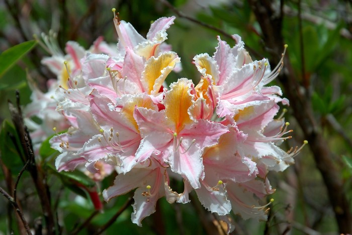 Pink and yellow rhododendron flowers