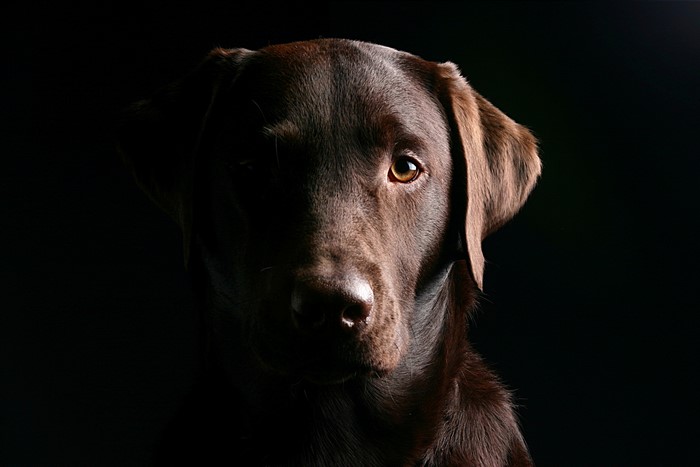 Chocolate Labrador Retriever Dog Portrait