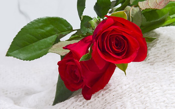 Two red roses on a white textured surface