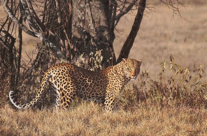Leopard standing near a tree in dry grass