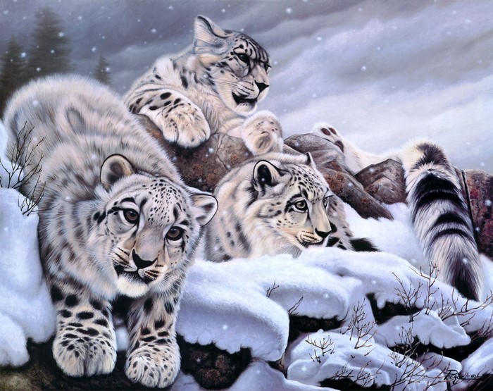 Three snow leopards in a snowy landscape