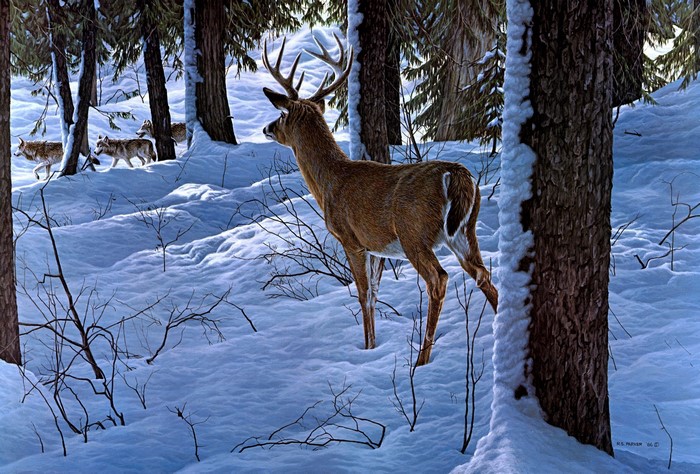 Deer and wolves in a snowy forest