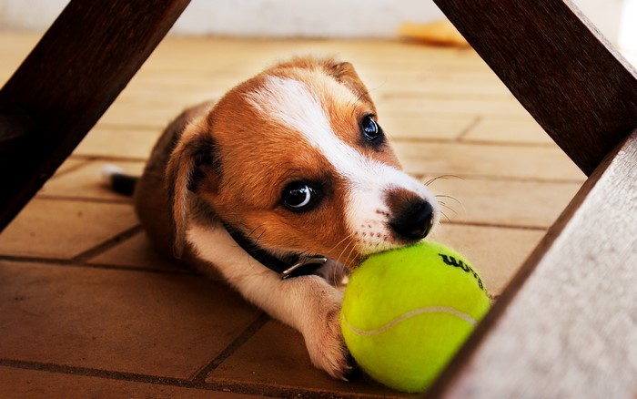 Puppy playing with a tennis ball